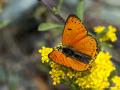 Lycaena asabinus (Anadolu Ateşgüzeli)